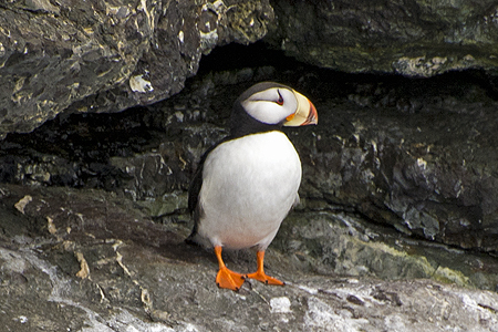 horned puffin