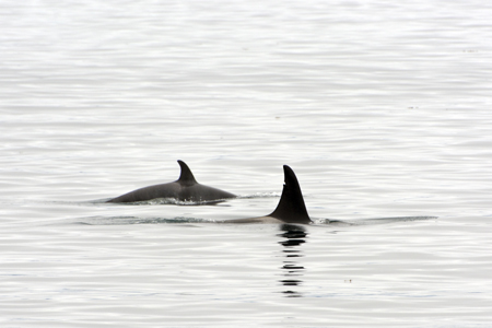 orca whale watching tour