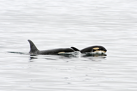 baby orca