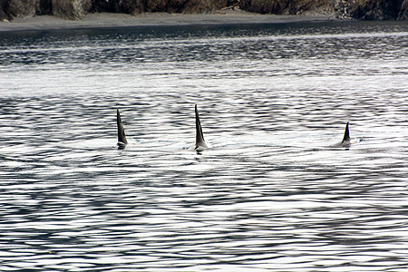 Orca pod whale watching