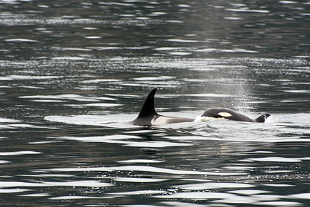 baby orca