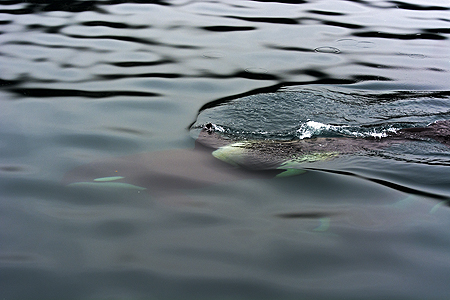 orca dive