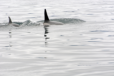 Orcas Seward Alaska