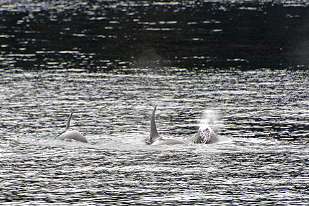 Orca humpback whales