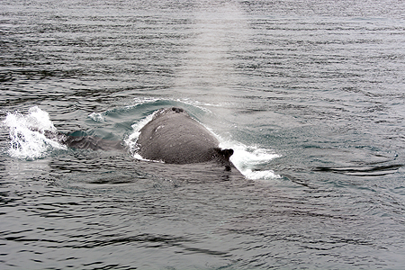 humpback whale