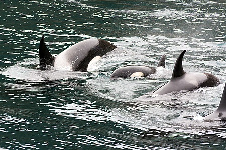 Orca whale tour Seward Alaska