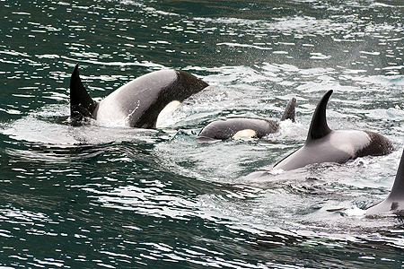 Orca whale tour Seward Alaska