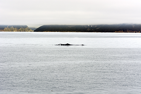 humpback whale