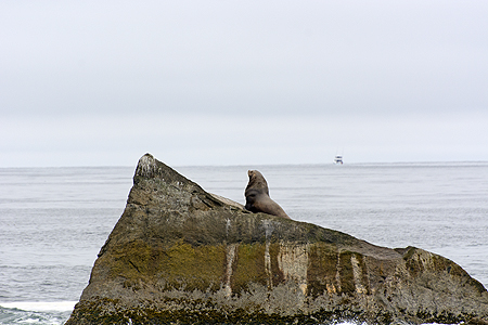 sea lion