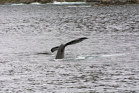 humpback whale tail