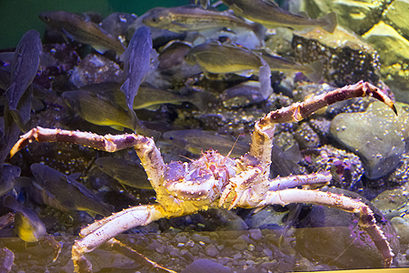 Alaska Sealife Center Seward