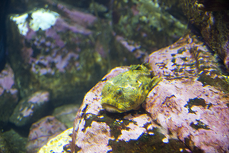 Alaskan sealife center seward alaska