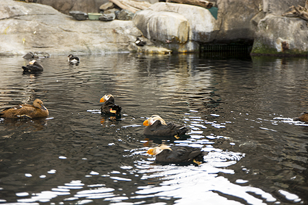 puffins seward aquarium AK