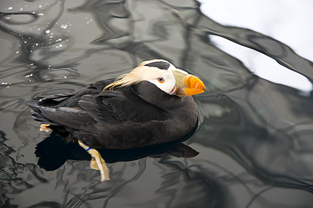 tufeted puffin