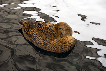 brown duck Alaska