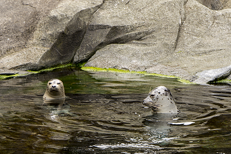 harbor seal