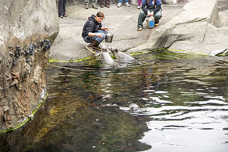 Alaskan Sealife Center Seward AK