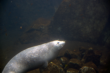 harbor seal swim