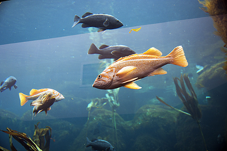 Seward Alaska Sealife Center