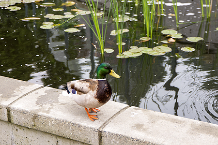 Victoria Grand Pacific flowers
