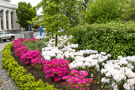 Grand Pacific flowers