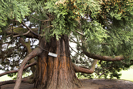 BC Parliament Sequoia