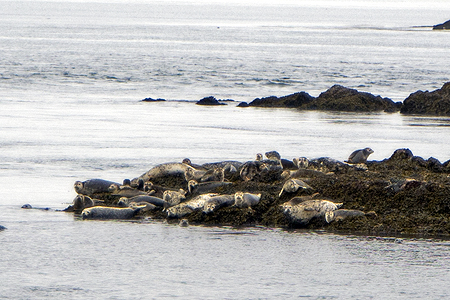 victoria bc sea lions
