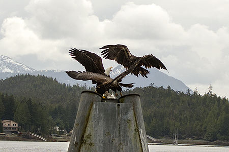 bald eagle fight