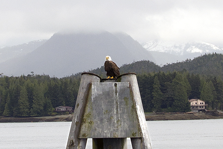 bald eagle Ketchikan