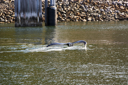 Humpback whales