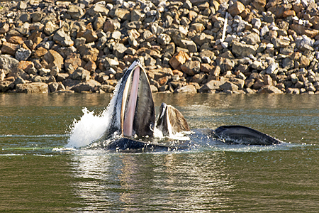 Humpback whales bubble feeding breach