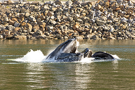 bubble feeding humpback whales