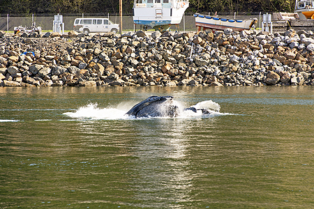 breach whales humpback