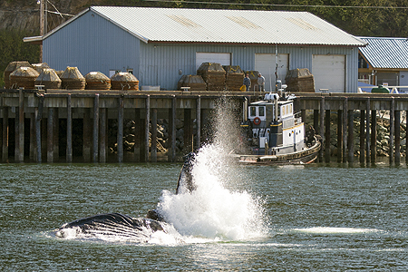 bubble feeding whales