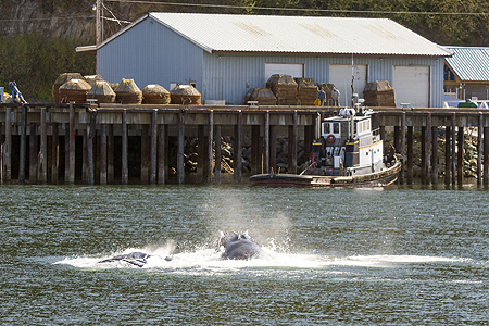 humpback whale buuble feeding breach