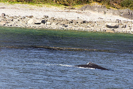 Humpback whale