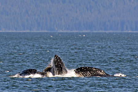 breach humpback whales