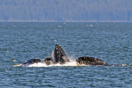 whale bubble feeding