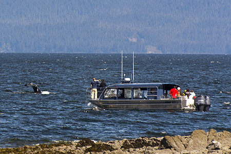 whale watching icy straight point