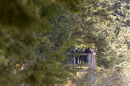 icy strait point brown bear search