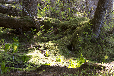 Icy Straight point brown bear tour