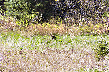 Hoonah Alaska brown bear