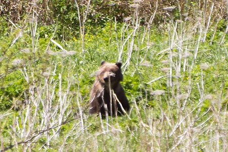 Alaskan brown bear grizzly bear