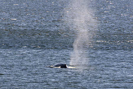 humpback whale