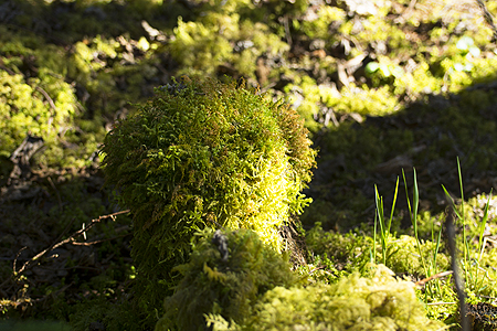 moss