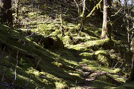 Juneau Tongass National Forest