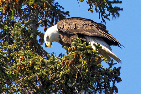 Bald Eagle Juneau Alaska
