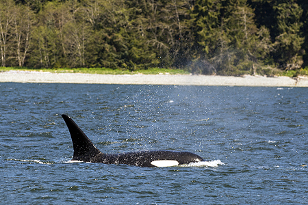 Juneau orca killer whale
