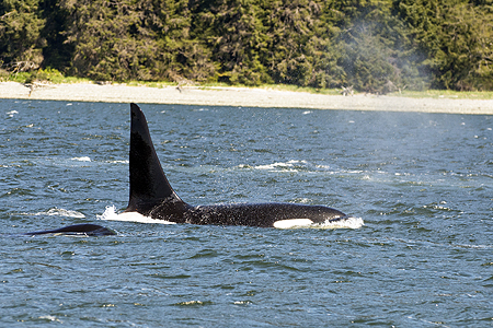 orcas killer whales Alaska