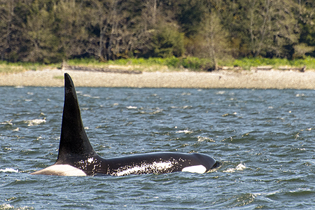 male orca